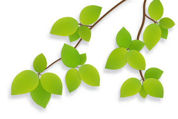 Fototapeta na wymiar green leaves on tree branch isolated on white background