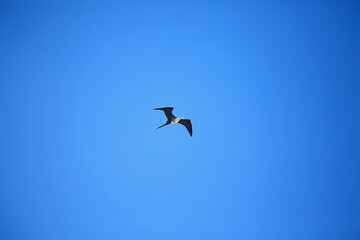 Fototapeta na wymiar frigate in flight, seabird flies in the blue sky, freedom