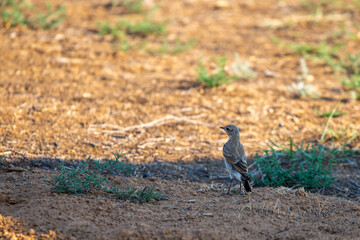 Calandra lark bird or Melanocorypha calandra in steppe