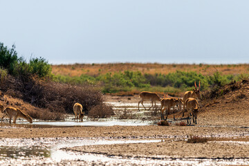 Herd Saiga antelopes or Saiga tatarica at water place in steppe