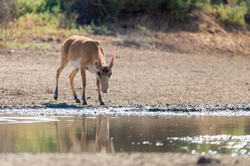 Obraz na płótnie Canvas Wild male Saiga antelope or Saiga tatarica in steppe