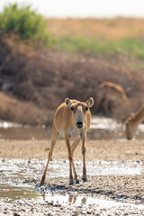 Wild male Saiga antelope or Saiga tatarica in steppe