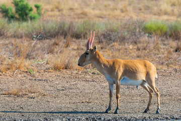 Wild male Saiga antelope or Saiga tatarica in steppe