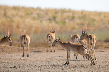 Male Saiga antelope or Saiga tatarica pissing