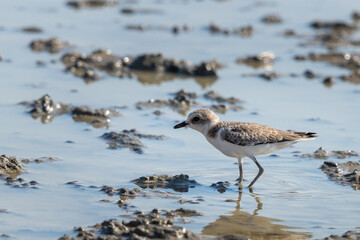 Kentish Plover or Charadrius alexandrinus