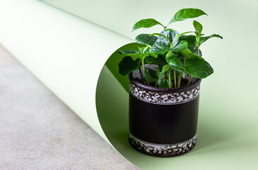 Small coffee plant in a pot on a pastel green background. Coffee tree. Concept of home gardening.