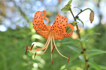 Close-up view of Easter Lily