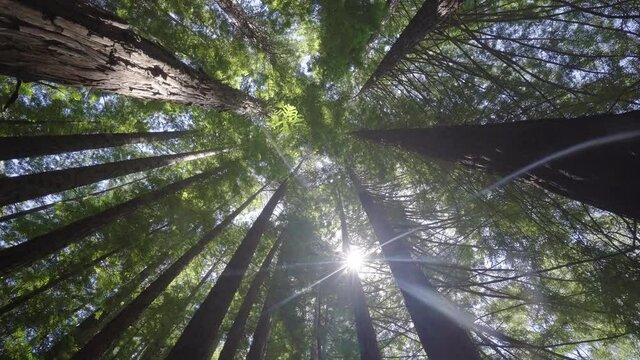 Sunlight shining through forest canopy, low angle view, camera rotating