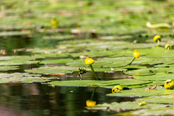 Petal of blooming water lily and leaves in the river