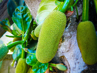 Young jackfruit of jackfruit tree in tropical forest