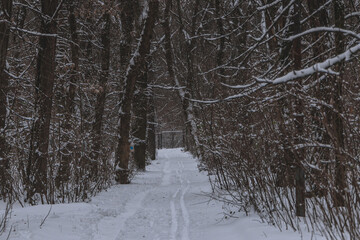 Winter Park. Walking around the city. Winter landscape in Ukraine. White snow in the city park....