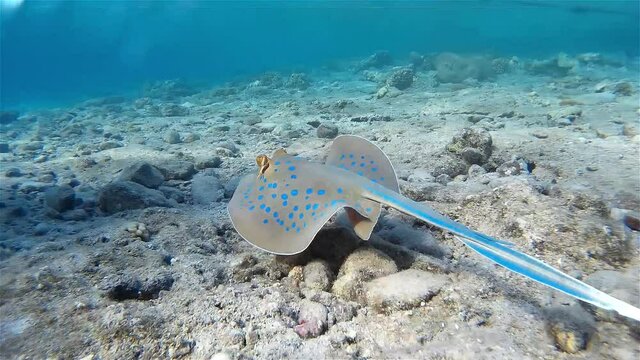 Bluespotted ribbontail ray swimming in shallow water
Underwater shot from, Eilat, Israel ,red sea

