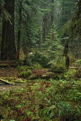 View on a cold rainforest, Grayback campground at Siskiyou National forest.