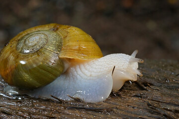 Close up of a Robust Lancetooth Snail, Haplotrema vancouverense