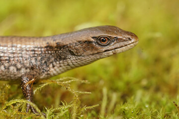 Close up of a subadult Southern Alligator Lizard, Elgaria multicarinata