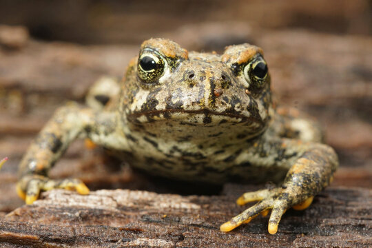 Frontal close up of a juvenile western toad , Anaxyrus boreas