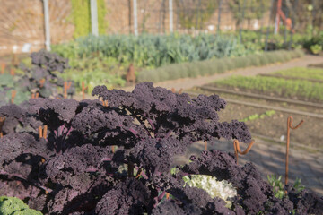 Autumn Crop of Home Grown Organic Purple Leaved Redbor Kale (Brassica oleracea 'Acephala Group') Growing on an Allotment in a Vegetable Garden