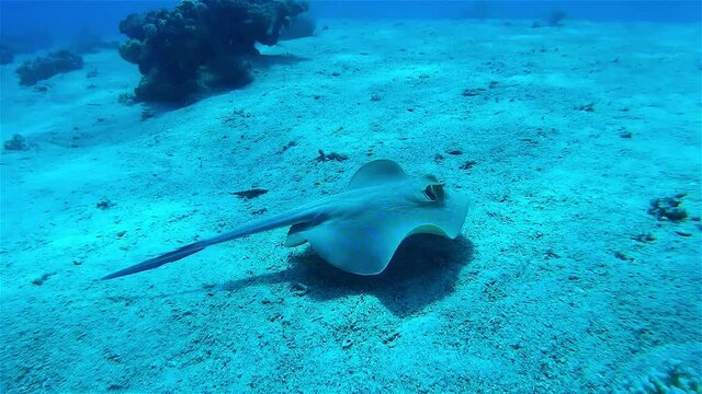 Bluespotted ribbontail ray swimming around coral reef
Underwater shot from, Eilat, Israel ,red sea
