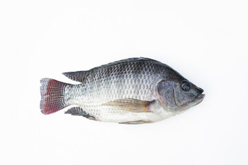 Fototapeta premium Tilapia fish isolated on white background.