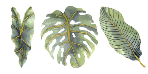 Tropical watercolor leaves collection. Alocasia, monstera and banana leaves isolated on white background © Anastasia