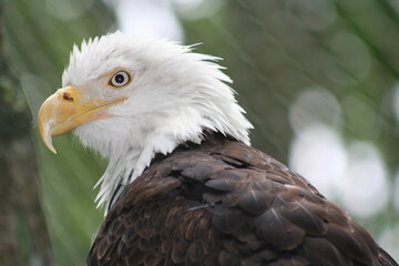 Fototapeta premium American bald eagle