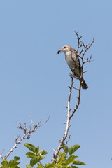 Red-backed shrike. A small songbird sits on a dry branch against the blue sky. Natural habitat. Wildlife. Ukraine.