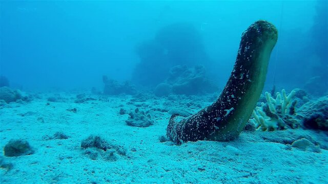 Sea Cucumber erect ready to mate
Underwater shot from, Eilat, Israel ,red sea
