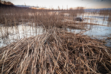 Shore water and pile dry coastal reed