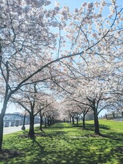Fototapeta premium spring in the park