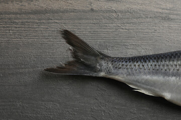 Herring fish tail on gray wooden background