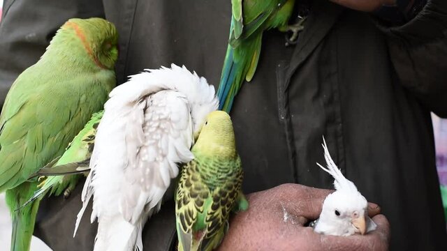 A lot of parrots sitting on the hand