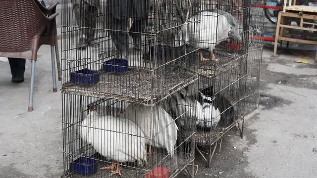 A lot of white birds in the cage.