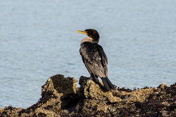 Double-creasted Cormorant Standing on Sea Rock