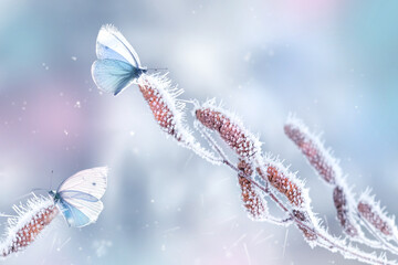 Delicate fragile butterflies on a birch branch in frost and snow in a fairy forest. Spring winter...