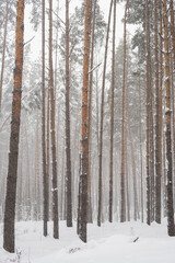 winter pine forest, pine trees in the snow