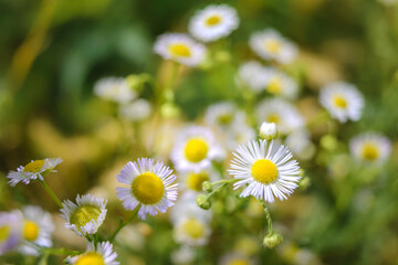 Field chamomile. White meadow flower with tender petals