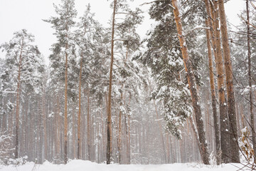 winter pine forest, pine trees in the snow