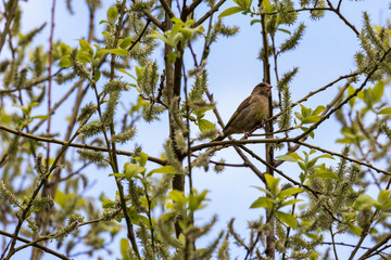 Bright greenfinch sits on a branch among the spring green foliage against the blue sky. Urban green and yellow warbler in a nature habitat.