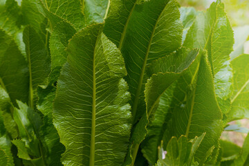 Green leaves of horseradish. Horseradish bush in the summer garden