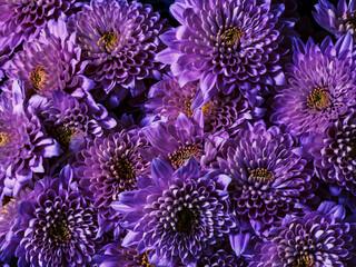 Background of purple chrysanthemum flowers, top view. Floral wallpaper