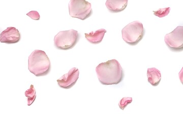 Blurred a group of sweet pink rose corollas on white isolated background with copy space