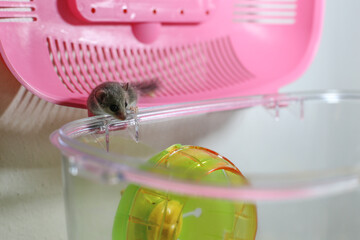 small African Pygmy Dormouse on rim on cage