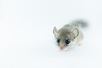 African Pygmy Dormouse stands on white background look straight