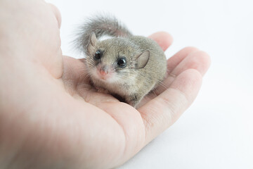 adorable African Pygmy dormouse on hand look at camera on white background