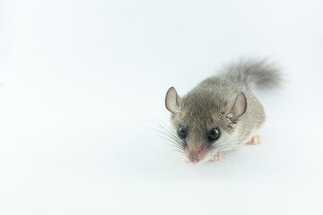 African Pygmy Dormouse stands on white background