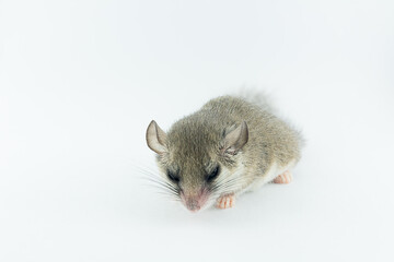 African Pygmy Dormouses is going to sleep on white background