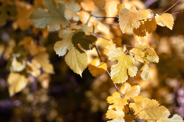 Yellow leaves on a close-up branch.
