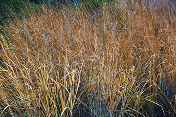 Fototapeta premium Iron fish in the reeds