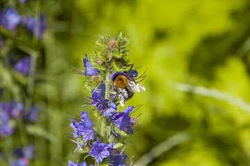 Bee collects nectar on blue flowers on a sunny day