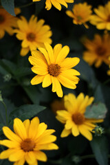 yellow flower